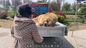 最新打猪犬出售，轻松探索自然美景之旅
