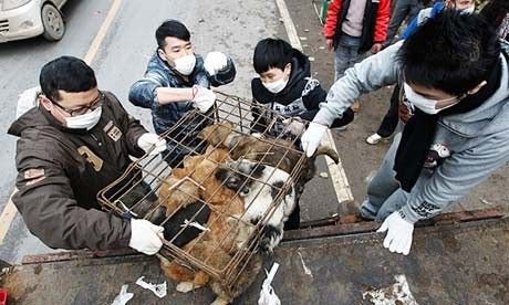 关于2024狗肉节的最新动态报道或消息更新