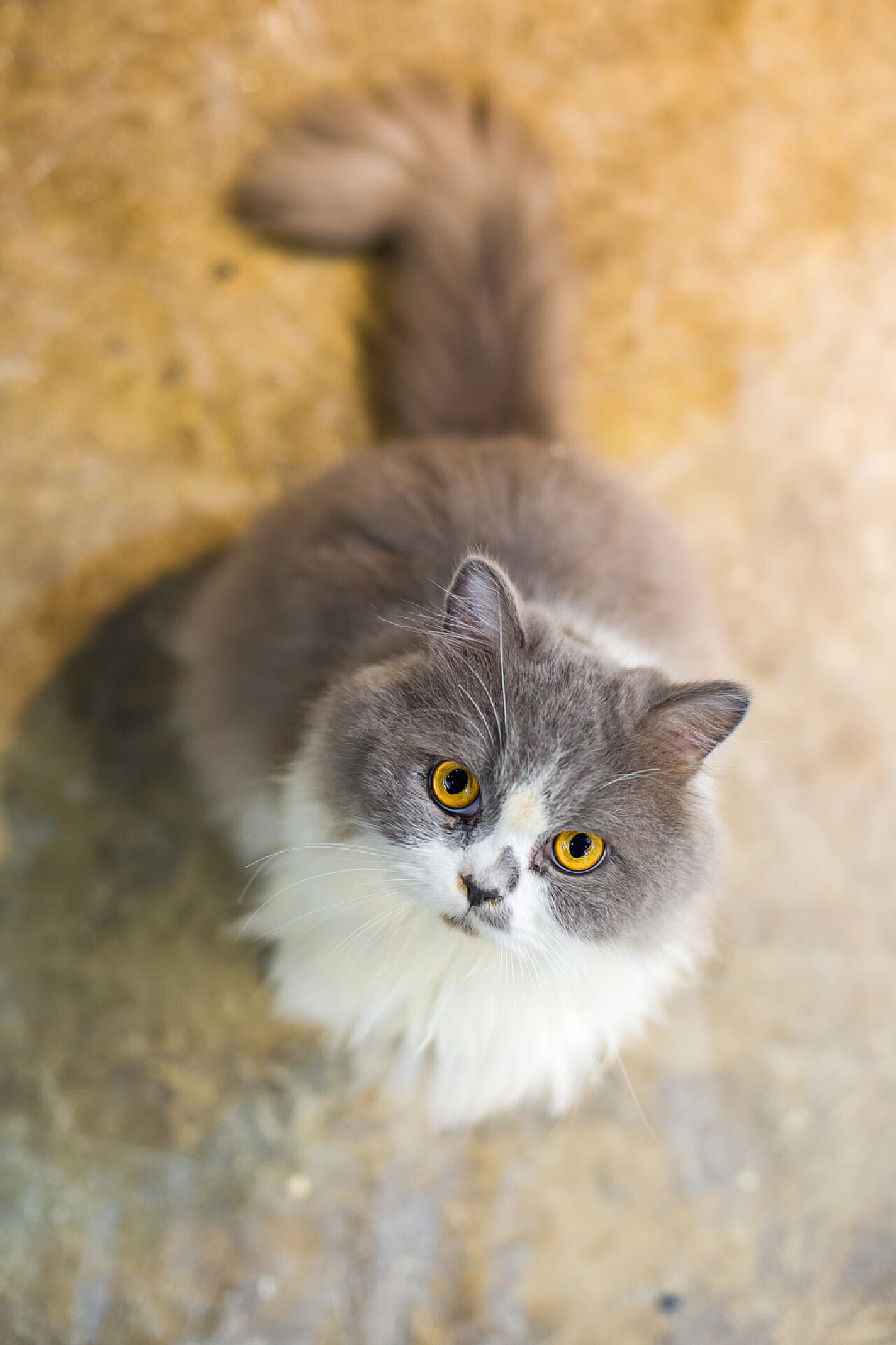 如何成为猫咪护理专家，猫咪57最新护理指南与技巧分享