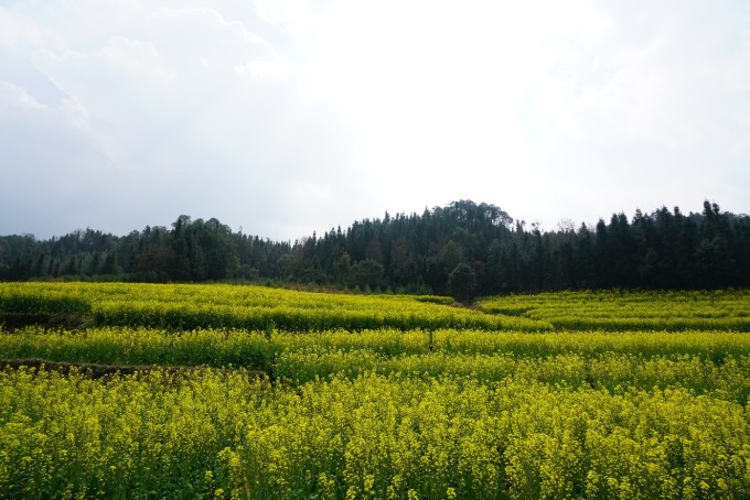界头油菜花盛开，自我成长的励志之旅与变化之美探索