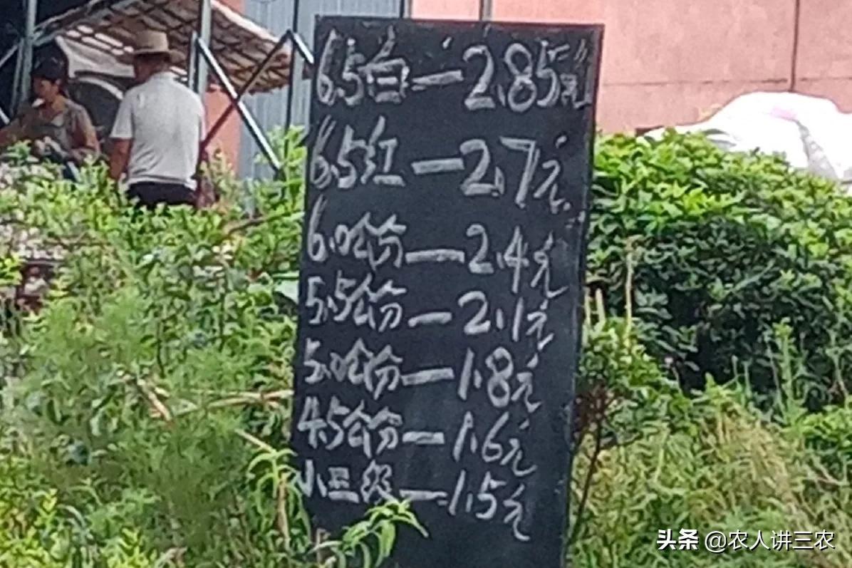 今日大蒜价格行情分析与趋势预测