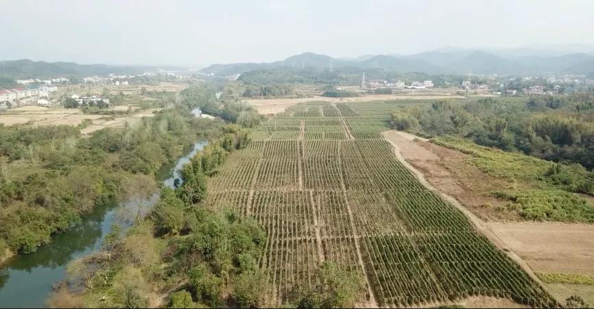 粉防己最新价格解析，获取与理解价格信息的指南