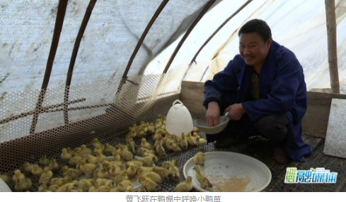 鸭苗最新动态与行业趋势概述，洞悉发展，掌握未来